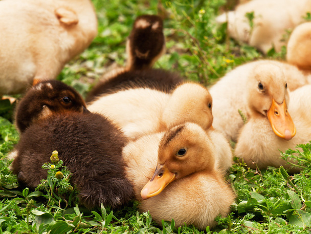 groupe of ducklings - Photo, Image