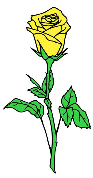 rajz rózsa ág sárga virág és levelek, elszigetelt elem, design - Vektor, kép