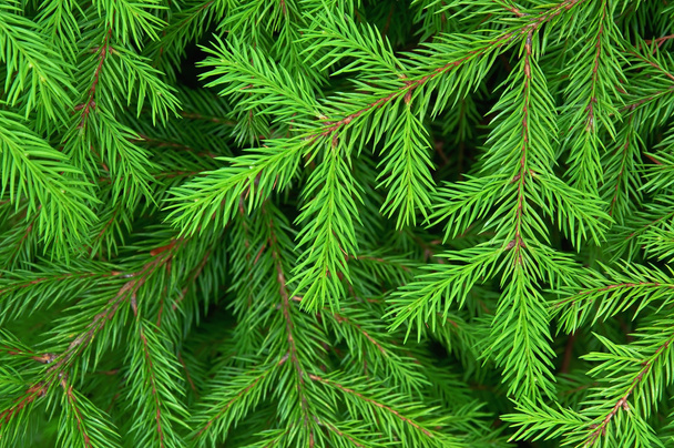 groene fir textuur - Foto, afbeelding