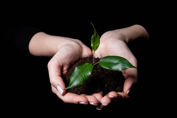 Νεαρό μικρό βλαστάρι για φύτευση στο έδαφος στα χέρια, δύο χέρια κρατώντας για ένα νεαρό πράσινο φυτό, φύτευση δέντρο, την αγάπη της φύσης, να σώσει τον κόσμο, απομονώνονται σε μαύρο. οικολογία, προστασία του περιβάλλοντος - Φωτογραφία, εικόνα