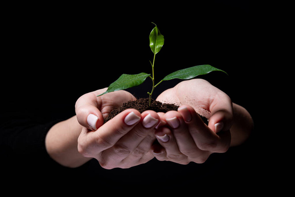 Νεαρό μικρό βλαστάρι για φύτευση στο έδαφος στα χέρια, δύο χέρια κρατώντας για ένα νεαρό πράσινο φυτό, φύτευση δέντρο, την αγάπη της φύσης, να σώσει τον κόσμο, απομονώνονται σε μαύρο. οικολογία, προστασία του περιβάλλοντος - Φωτογραφία, εικόνα