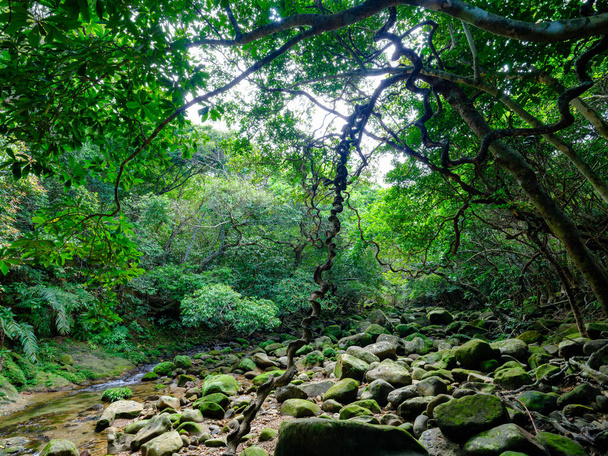 ζούγκλα του ποταμού Yutun στο νησί Iriomtoe - Φωτογραφία, εικόνα