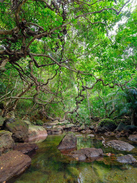 ζούγκλα του ποταμού Yutun στο νησί Iriomtoe - Φωτογραφία, εικόνα