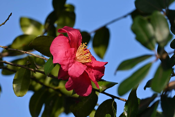 Sasanqua ( Camellia sasanqua ) flowers. Theaceae evergreen tree. Blooms from October to December. - Photo, Image