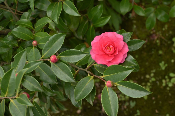 Sasanqua ( Camellia sasanqua ) flowers. Theaceae evergreen tree. Blooms from October to December. - Photo, Image