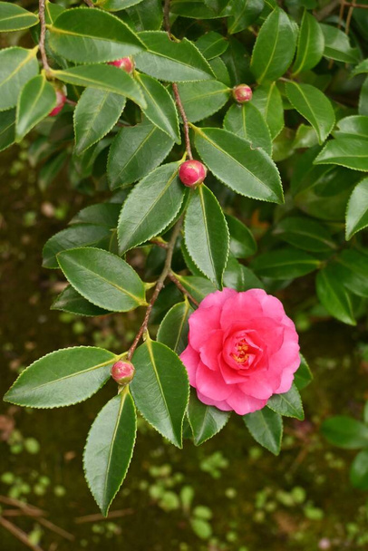 Sasanqua (Camellia sasanqua) flores. Theaceae evergreen tree. Florece de octubre a diciembre. - Foto, imagen