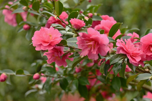 Сасанква (Camellia sasanqua) - квіти. Дерево вічнозелене. Блумс з жовтня по грудень. - Фото, зображення