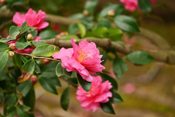 Сасанква (Camellia sasanqua) - квіти. Дерево вічнозелене. Блумс з жовтня по грудень. - Фото, зображення