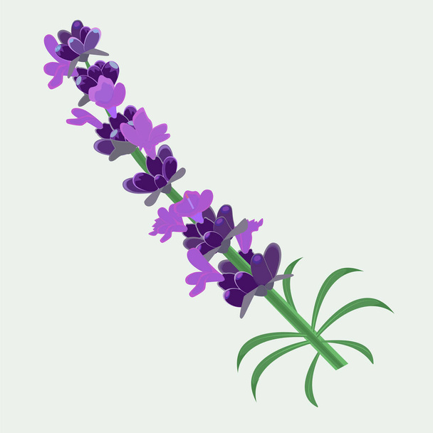 Rama de lavanda con flores púrpuras sobre un fondo blanco. Ilustración vectorial para decorar postales, páginas en redes sociales, publicidad. - Vector, Imagen