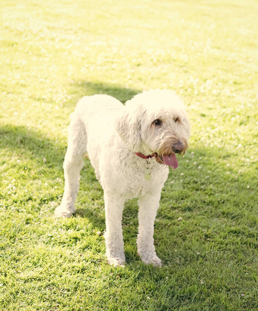 white south russian or ukrainian sheepdog dog waiting in park green grass, pure breed. - Φωτογραφία, εικόνα