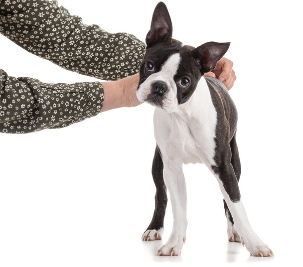 Young Boston terrier bi color with the arms of his mistress on white background - Fotoğraf, Görsel