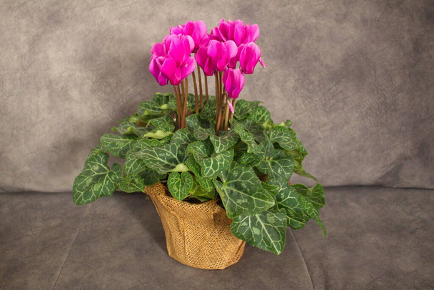 Beautiful pink cyclamen with green leaves in a pot on a cloudy gray background - Photo, Image