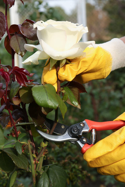 Woman wearing gloves pruning rose stem by secateurs outdoors, closeup - Foto, imagen