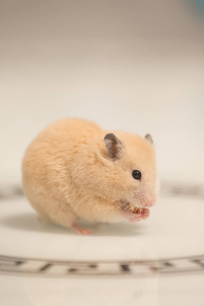 A hamster on a white background greedily stuffs food by its cheeks, a hamster in a black circle. - Photo, Image