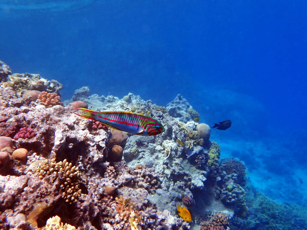 Der Fünfreifer Lippfisch (Thalassoma quinquevittatum), auch als Rotband-Lippfisch bekannt, ist eine Art von Meerwasserlippfisch, ein Lippfisch, aus der Familie der Labridae. - Foto, Bild