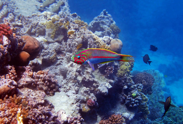 Der fünfreife Lippfisch (Thalassoma quinquevittatum), Unterwasserszene im Roten Meer, Ägypten - Foto, Bild