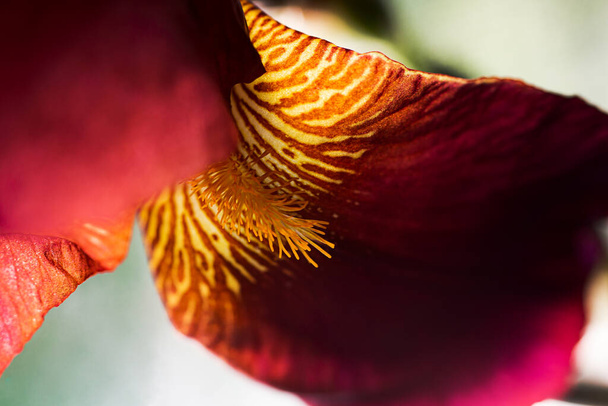 Closeup photography of macro petals of iris.Good as natural background. - Foto, afbeelding