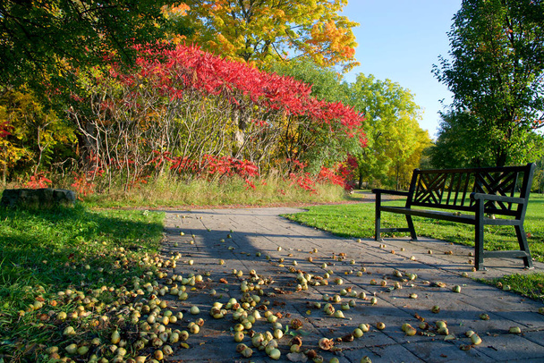 Herfst kleur - De wilde peer fruit viel op de bakstenen vloer op een openbaar park - Foto, afbeelding
