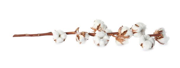 Dry cotton branch with fluffy flowers on white background - Photo, Image