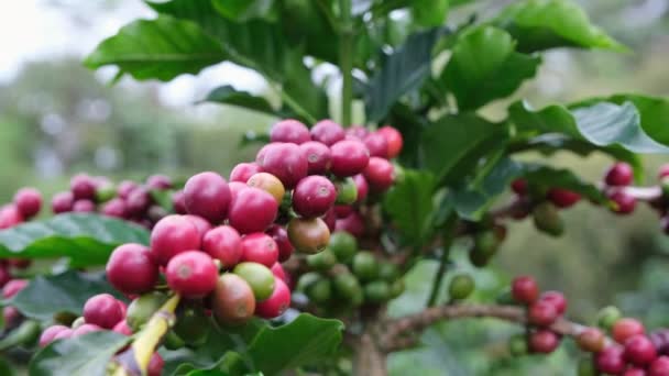 I cespugli di caffè maturano nelle montagne della Thailandia pronti per essere raccolti con ciliegie di caffè verde e rosso. Chicchi di caffè Arabica maturazione su albero in piantagione di caffè biologico. - Filmati, video