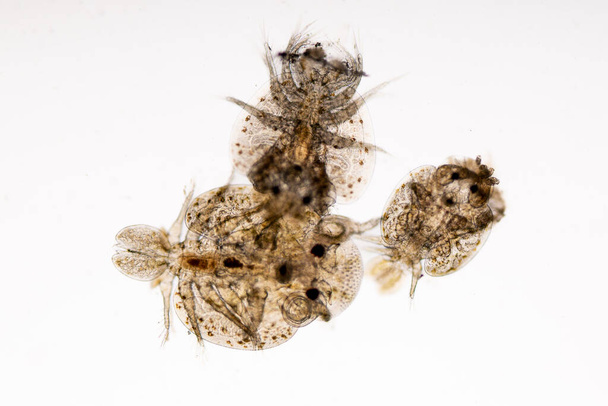 Vzorce a pozadí parazitů (Argulus sp. A (Clinostomum sp. ), Studie Argulus sp. A Clinostomum sp. pod mikroskopem v laboratoři. - Fotografie, Obrázek
