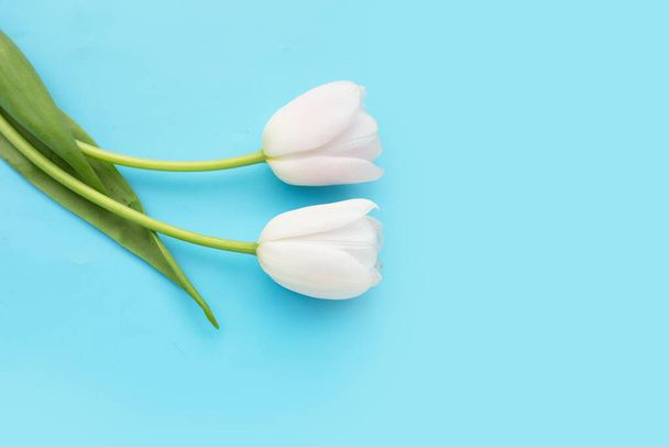White tulips on blue background. - Photo, Image