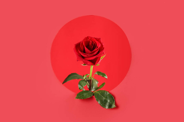 Frische Rose Blume auf rotem Hintergrund - Foto, Bild