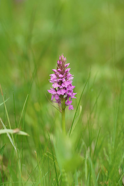 Vertical colorful closeup on a purple flowering Southern marsh orchid, Dactylorhiza praetermissa subsp. praetermissa in a green meadow - Photo, Image
