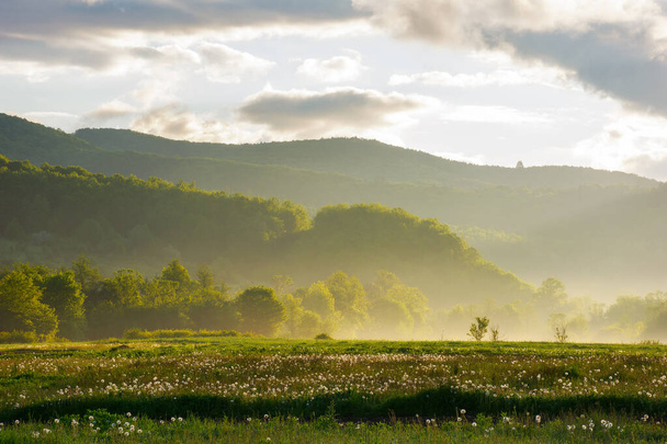dandelion field in mountains. beautiful rural countryside scenery in summertime. alternative raw material for making rubber. sunny weather - Fotoğraf, Görsel