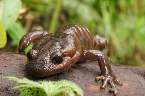 Natural low angle frontal closeup on a brown Northwestern mole salamander, Ambystoma gracile climbing on wood - Photo, Image