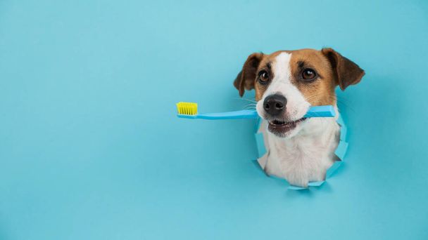 The muzzle of a Jack Russell Terrier sticks out through a hole in a paper blue background and holds an orange toothbrush - Zdjęcie, obraz