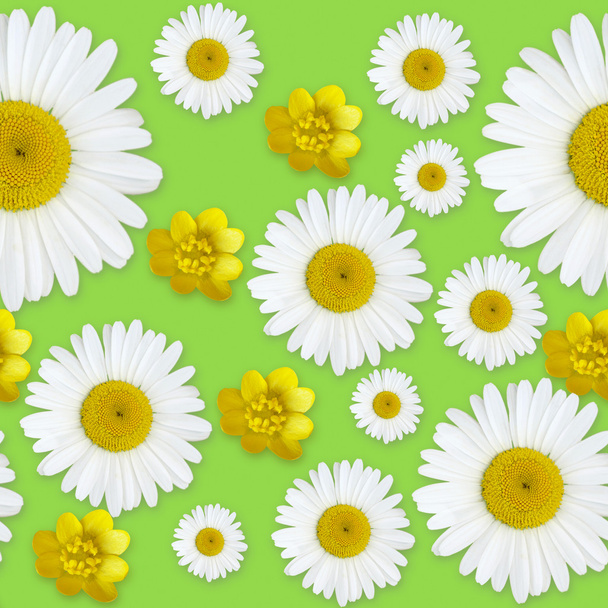 Daisy flowers pattern - Zdjęcie, obraz