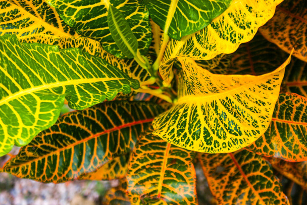 Croton, Variegated Laurel, Garden Croton leaves colorful in Thai garden - Photo, Image
