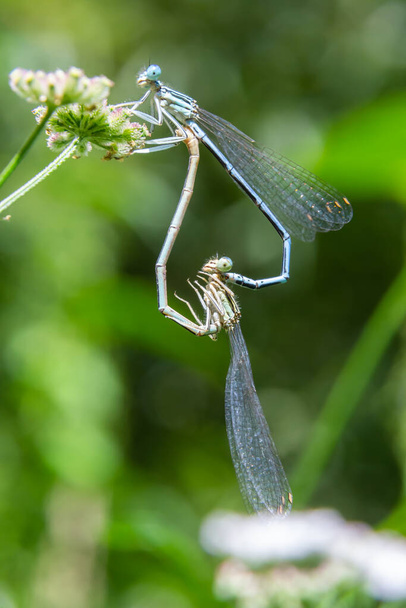 Close-up of two Feather Dragonflies Platycnemis pennipes mating, forming a heart with their bodies, on green grass. - Photo, Image