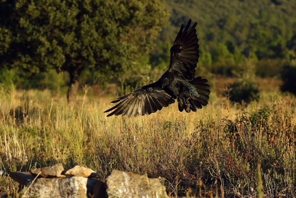 A közönséges holló (Corvus corax), más néven az északi holló, megérkezik a táptalajra. Nagy fekete madár repül.. - Fotó, kép