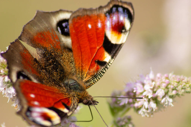 Pavo real mariposa primer plano - Foto, Imagen