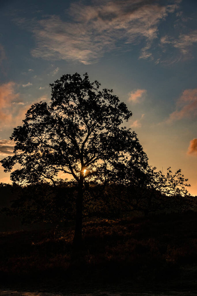 Gün doğumu ağacı silueti Fischbeker Heide - Fotoğraf, Görsel