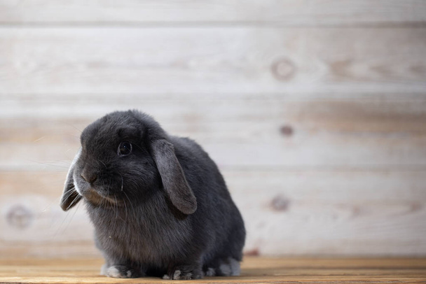 Deliziosi coniglietti pasquali su sfondo leggero in legno. bellissimi animali domestici adorabili - Foto, immagini