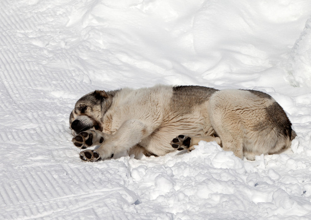Dog sleeping on ski slope - 写真・画像