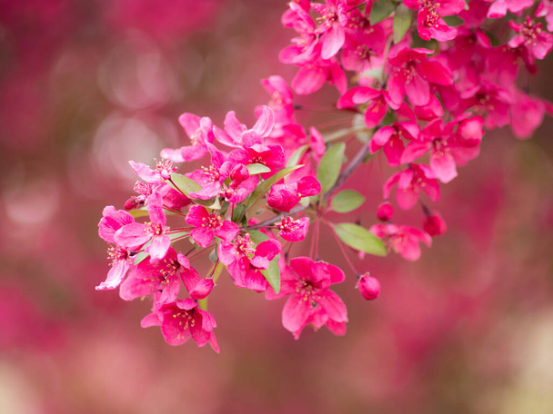 ιαπωνικό ανθοφόρο φυτό αρκετά ροζ λουλούδια ανθίζουν - Φωτογραφία, εικόνα