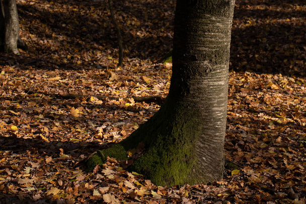 Herfst in het kleurrijke bos, bladeren op de grond, half lege bomen, prachtige natuur - Foto, afbeelding