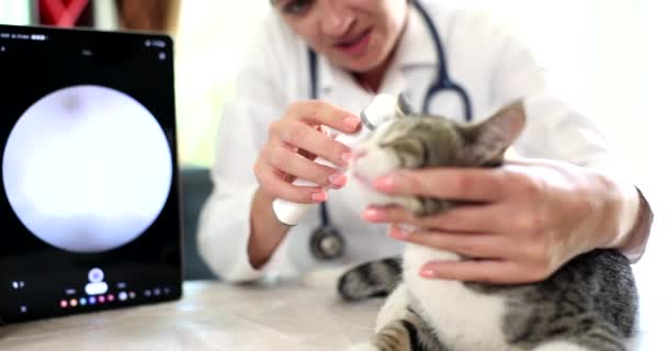 Kissan korvan tutkiminen eläinklinikalla digitaalisella otoskoopilla. Ongelmat korvakipu eläimillä ja kuulo testi - Materiaali, video