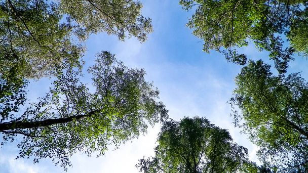 Tuchola Erdő fák, mint a természet háttere. Felfedezés és nyári természet koncepció. Tuchola Forest egy régióban Dél-Kashubia Lengyelországban. - Fotó, kép