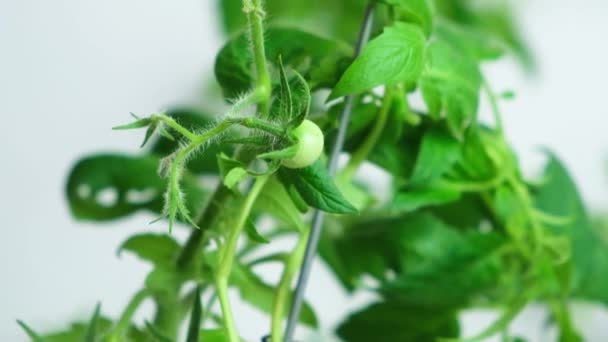 Cultivando tomates de semillas, paso a paso. Paso 12 - Primeras flores y primer tomate. - Imágenes, Vídeo
