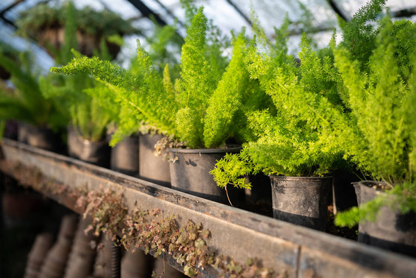 Parsa kasvi rehevän vihreitä oksia pienoiskoossa ruukkuihin sijoitetaan hyllyille kasvihuoneen lähikuva. koti kukkia lastentarhassa suunniteltu pitämään mukava lämpötila kasvi elämän - Valokuva, kuva