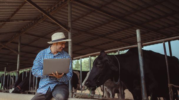  αρσενικός γεωργός που χρησιμοποιεί φορητό υπολογιστή για τον έλεγχο του ζωικού κεφαλαίου και της ποιότητας του γάλακτος στο γαλακτοκομικό αγρόκτημα.Γεωργία βιομηχανία, γεωργία και κτηνοτροφία έννοια, Αγελάδα σε γαλακτοκομικό αγρόκτημα τρώει σανό, Cowshed. - Φωτογραφία, εικόνα