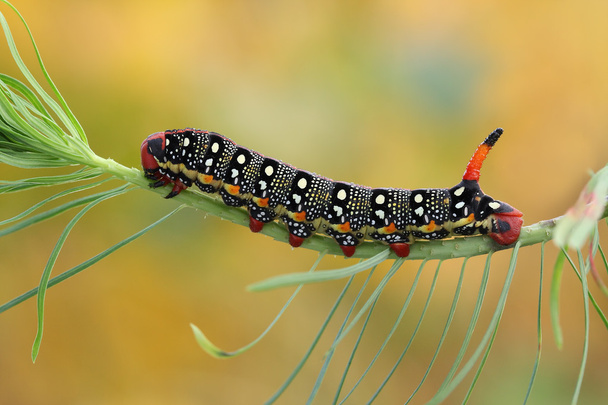 hawk moth caterpillar (Hyles euphorbiae) - Photo, Image
