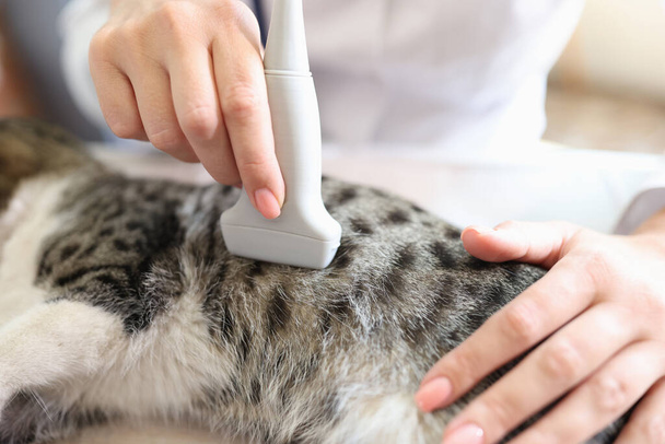 Close-up of female veterinarian checking health of cat with ultrasound. Ultrasound diagnostics in veterinary clinic concept. - Foto, immagini