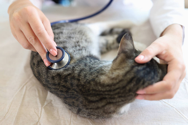 Tierarzt hört Katzen Herzschlag und Atmung mit Stethoskop. Diagnose von Tierkrankheiten in Tierklinik. - Foto, Bild