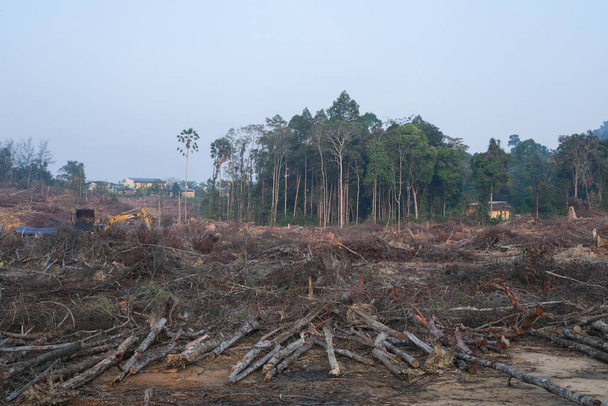 Незаконная вырубка лесов. Вырубка древесины и нанесение вреда окружающей среде. - Фото, изображение